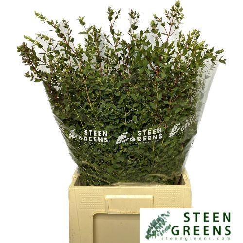 Eucalyptus per bos parvifolia