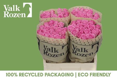 Rosa grootbloemig Aqua!