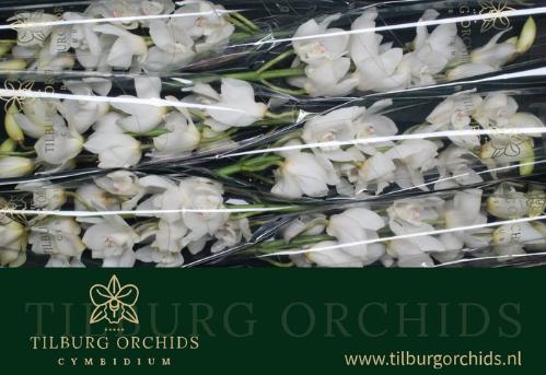 Cymbidium grootbloemig per tak Winterbird 'Early White'