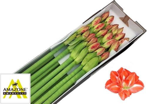 Hippeastrum Double Galaxy Grp Sunny Nymph