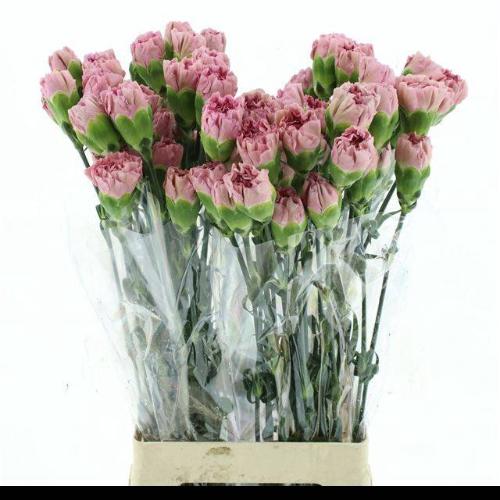 Dianthus standaard 'Lege'