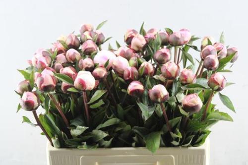 Paeonia Lactiflora Grp 'Gardenia'