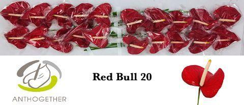Anthurium (Andreanum Grp) Red Bull