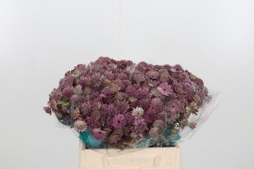 Astrantia major 'Roma'