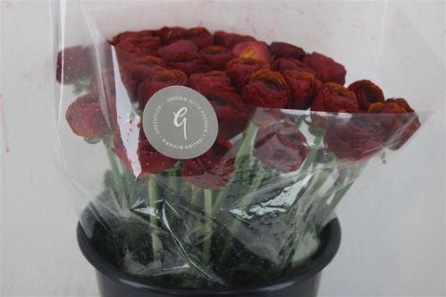 Ranunculus overig