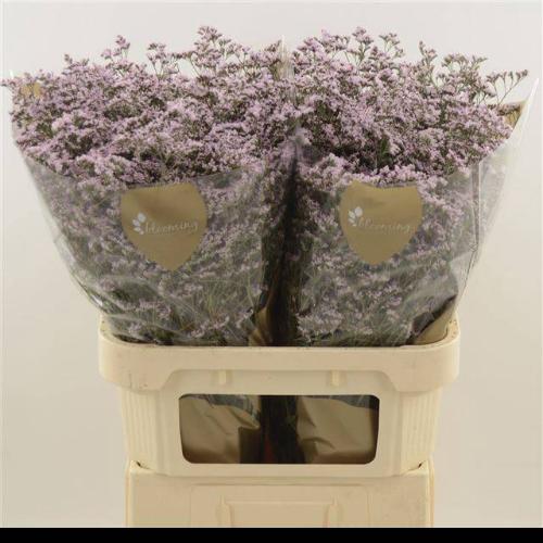 Limonium Safora Oshi Pink