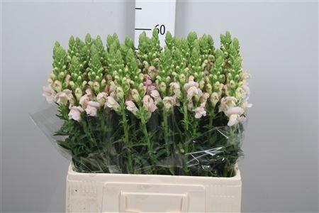 Antirrhinum majus 'Costa Silver'