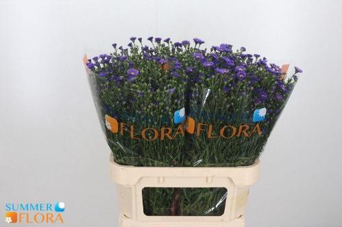 Aster Novi-belgii Grp Casamare