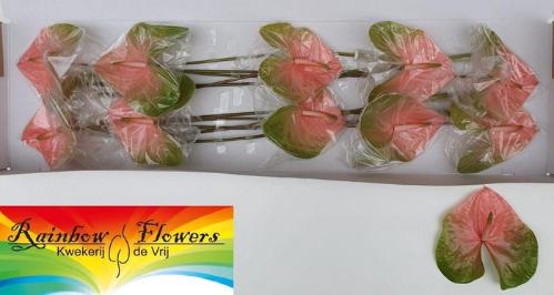 Anthurium Andreanum Grp 'Gabri