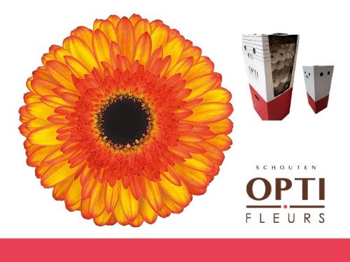 Gerbera grootbloemig Spotlight