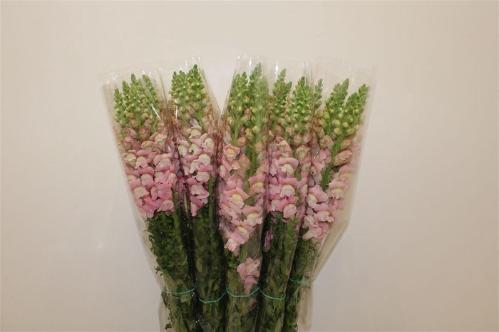 Antirrhinum majus overig