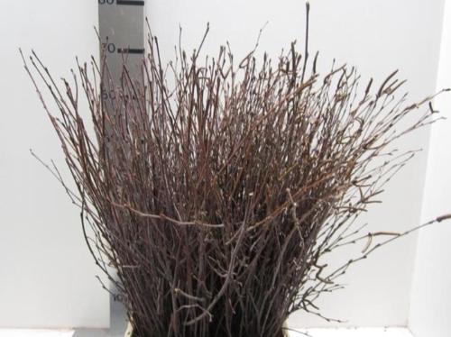Betula