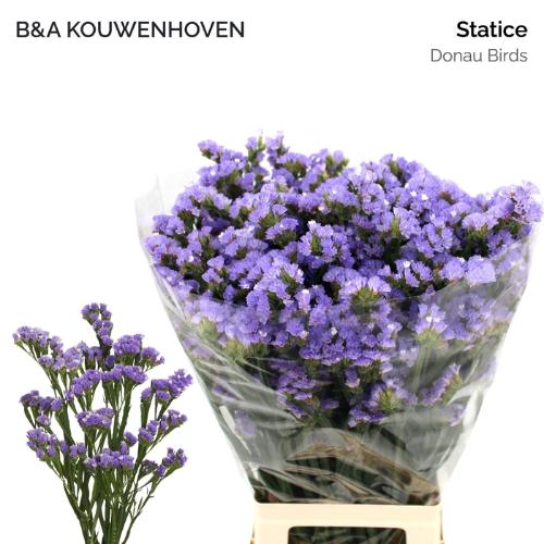 Limonium sinuatum Donau Birds