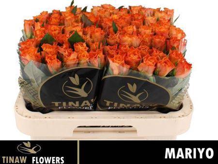 Rosa grootbloemig Mariyo!