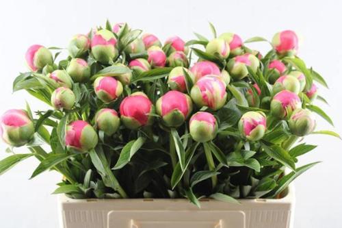 Paeonia Lactiflora Grp 'Coral Charm'