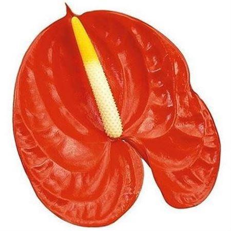 Anthurium Andreanum Grp Sunglow