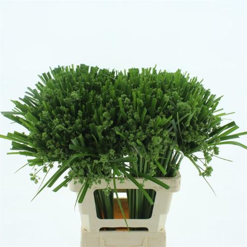 Cyperus glaber