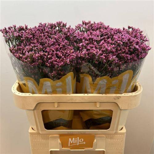 Limonium sinense Tiffany Diamond