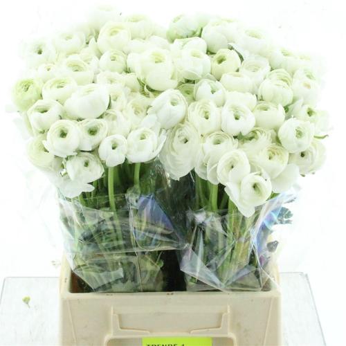 Ranunculus asiaticus 'Elegance White'