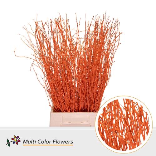 Betula kleurbehandeld H%