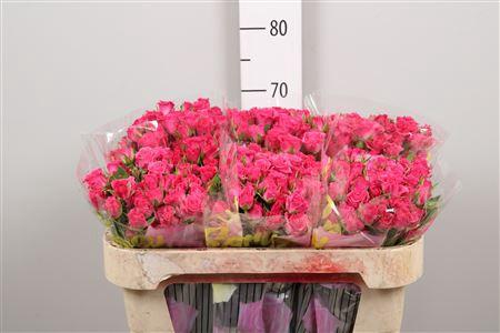 Rosa tros Lianne