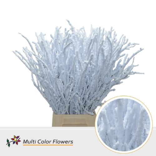Betula kleurbehandeld H%
