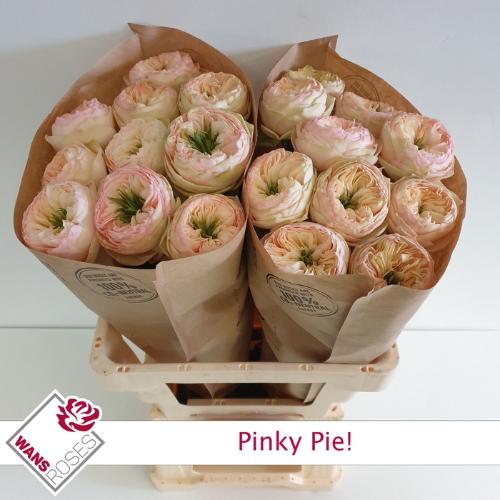 Rosa grootbloemig Pinky Pie!