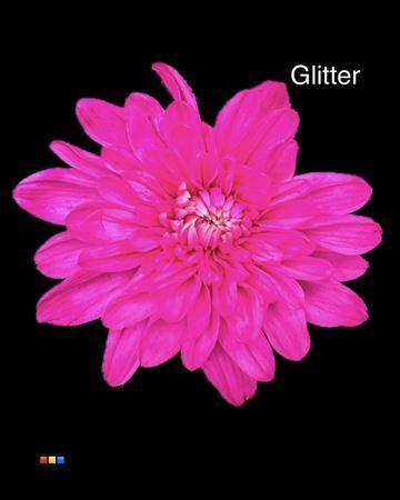 Chrysanthemum Indicum Grp tros kas kleurbehandeld H%