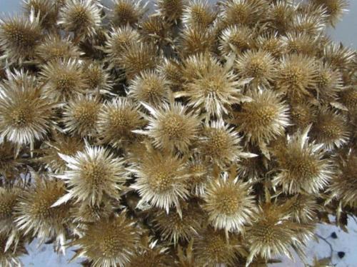 Eryngium planum kleurbehandeld H%