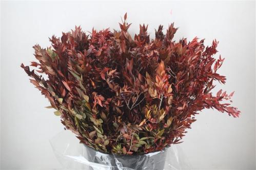 Myrtus overig met bes