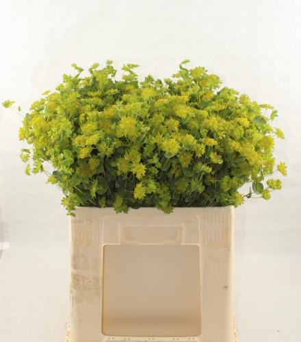 Bupleurum griffithii