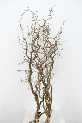 Corylus avellana 'Contorta'