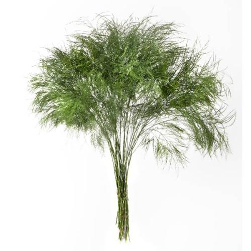 Asparagus per bos virgatus