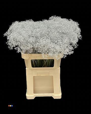 Gypsophila overig kleurbehandeld H%