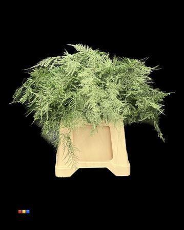 Asparagus overig kleurbehandeld H%