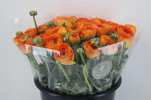 Ranunculus asiaticus Success Lambada