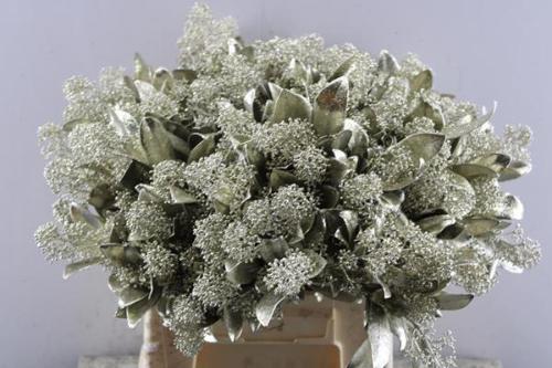 Skimmia per bos overig kleurbehandeld H%