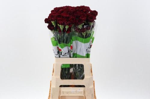 Dianthus standaard 'Zurigo'