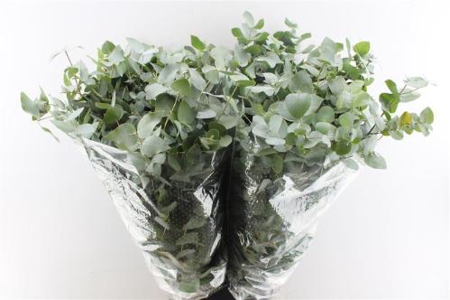 Eucalyptus per bos cinerea