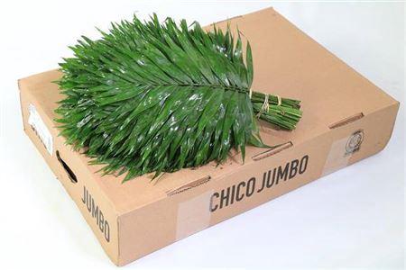 Chamaedorea Chicoblad per bos