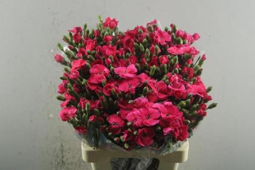 Dianthus tros Solomio Imre