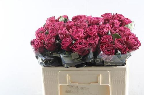 Rosa grootbloemig Venturoso