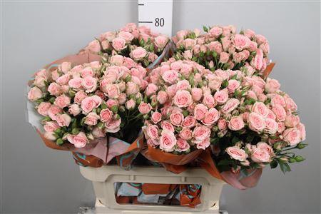 Rosa tros Lydia