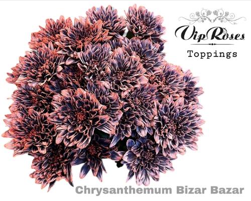 Chrysanthemum Indicum Grp tros kas kleurbehandeld H%