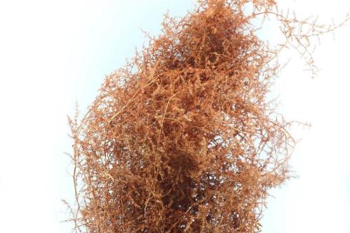 Asparagus overig kleurbehandeld H%