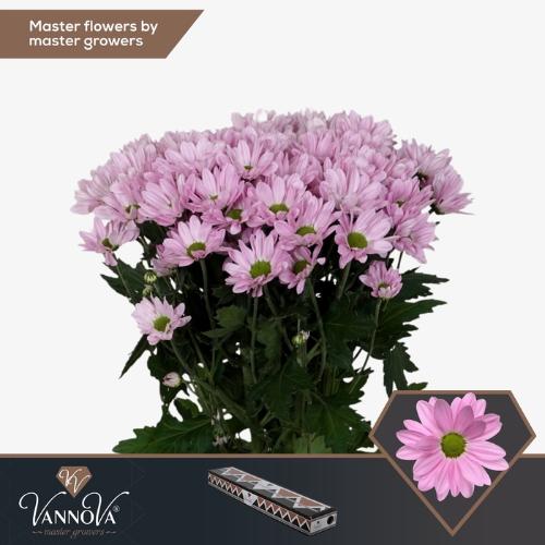 Chrysanthemum Indicum Grp tros kas Rihanna