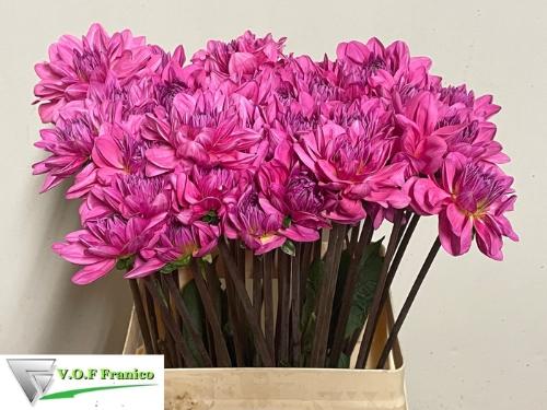 Dahlia 'Onesta'