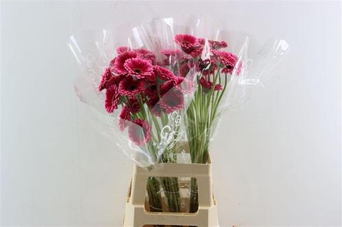 Gerbera mini Amelie