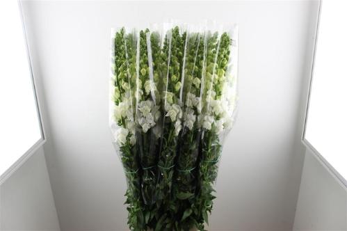 Antirrhinum majus overig