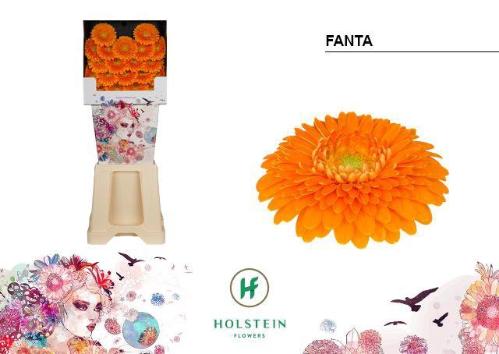 Gerbera Pomponi Fanta